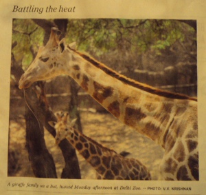 "Evolution is so creative, that's how we got giraffes." (Kurt Vonnegut)